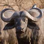 African/Cape Buffalo